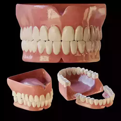 Human Teeth 3D model