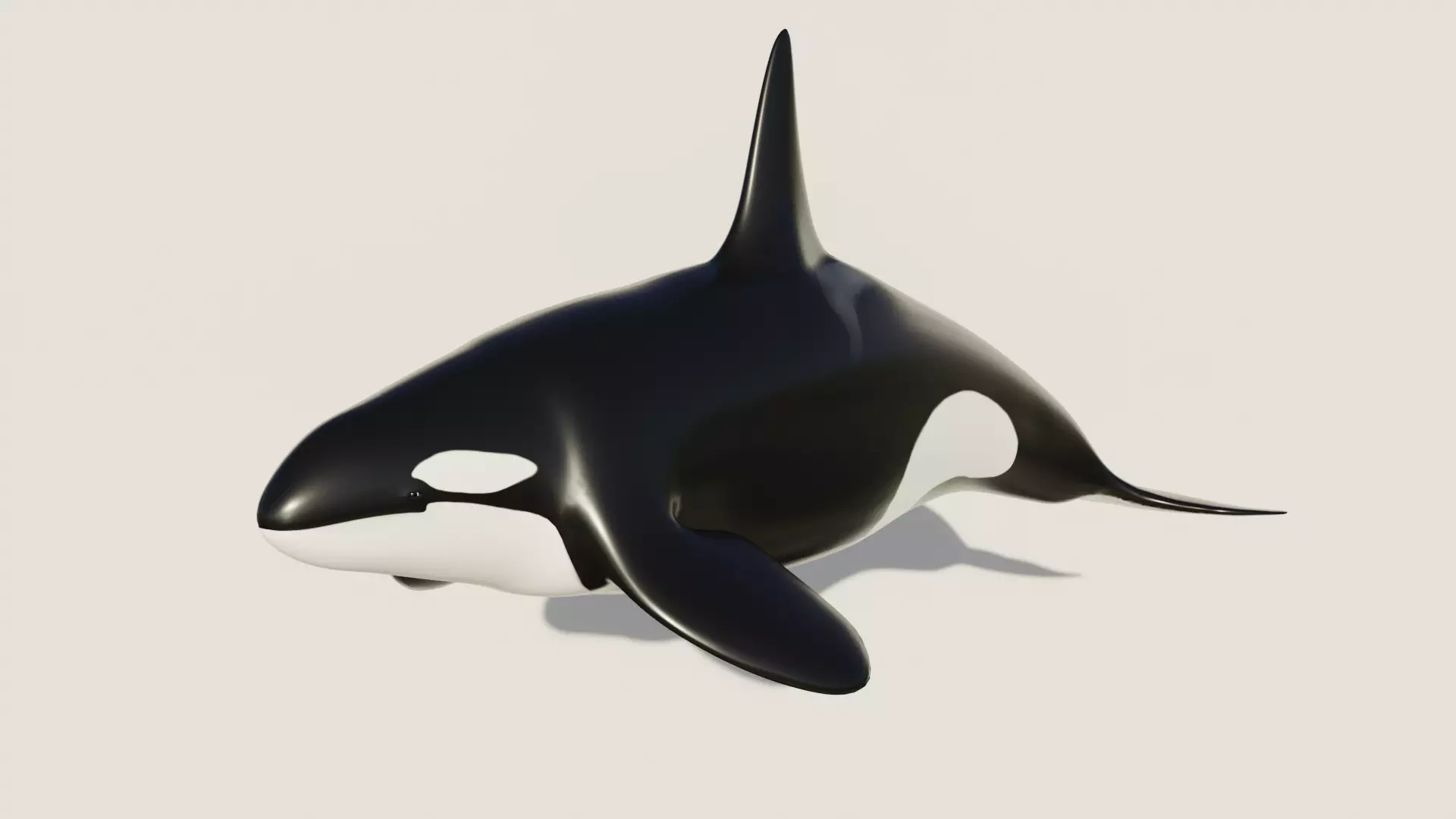 Killer Whale - Low-poly 3D model Free low-poly 3D model_0