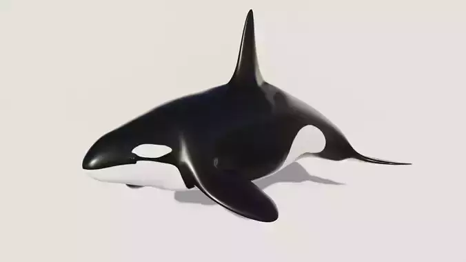 Killer Whale - Low-poly 3D model