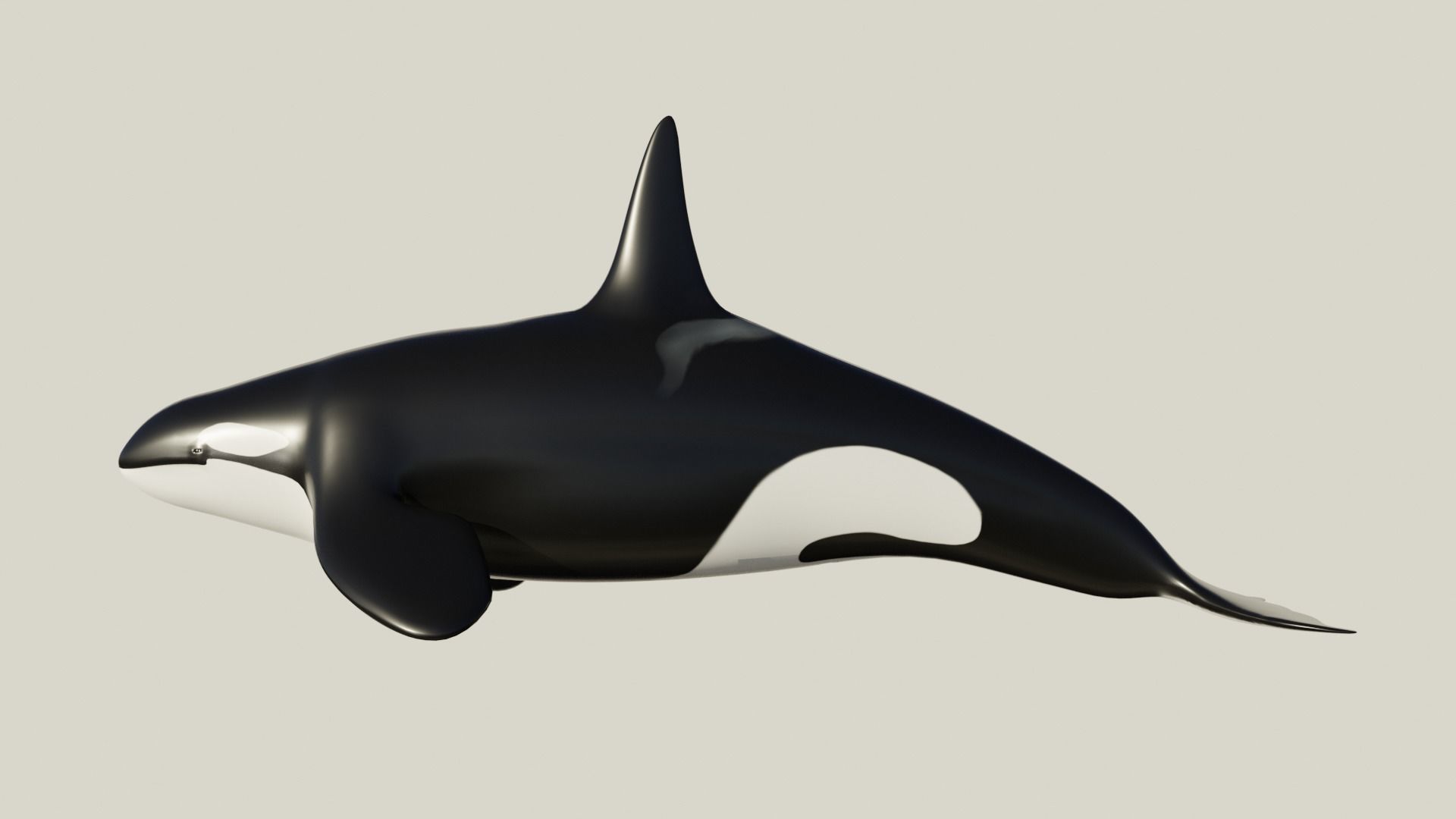 Killer Whale - Low-poly 3D model Free low-poly 3D model_3