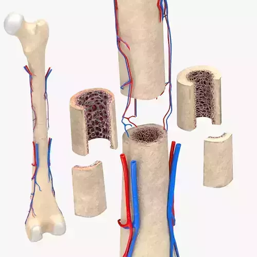Bone with Healthy and osteoporotic section Anatomy 3D model