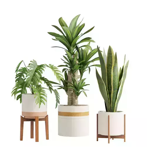 Indoor Plants Pack 06 3D model