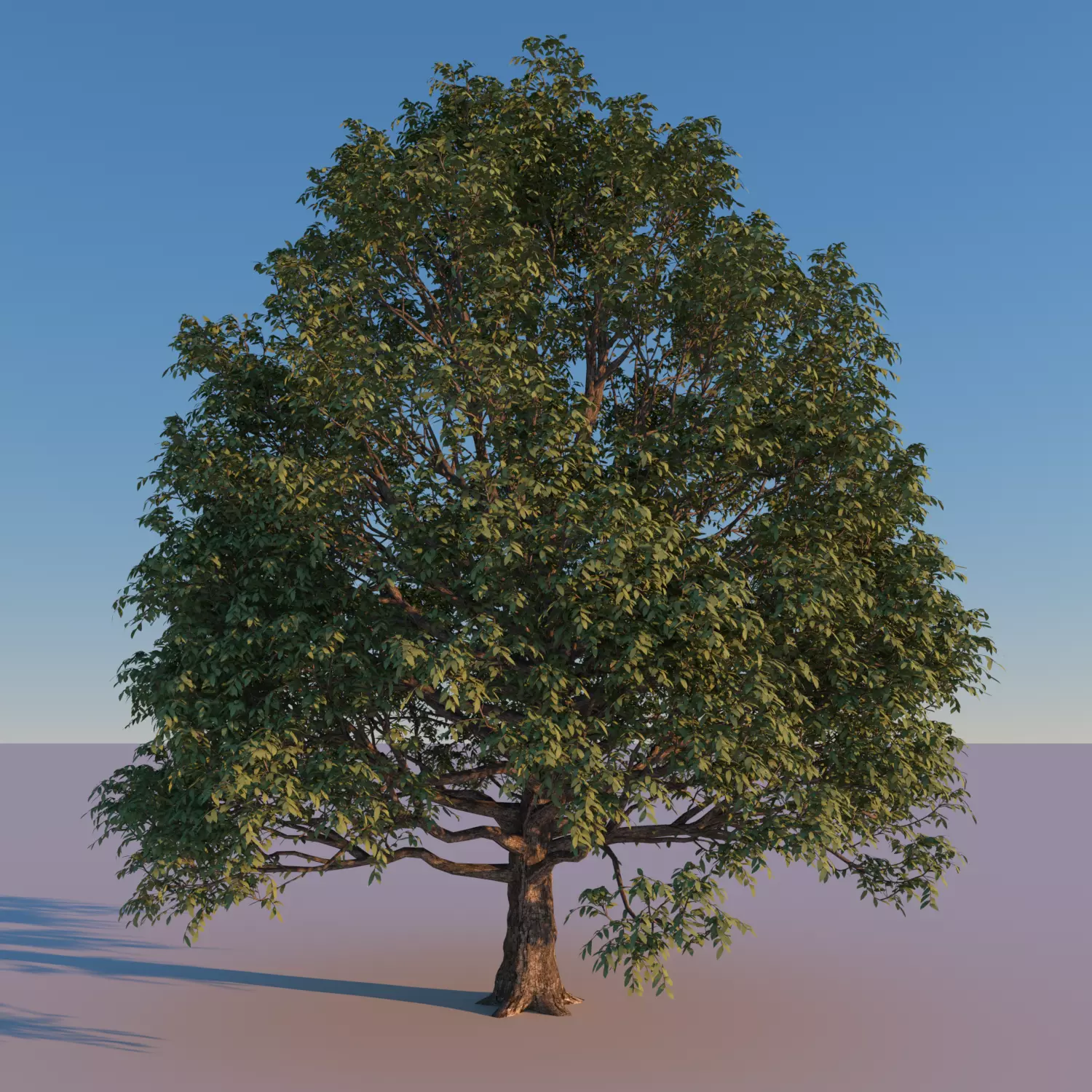 3 Trees 3D Model tree with leaves 3D model
