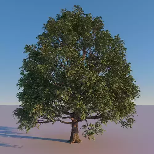 3 Trees 3D Model tree with leaves