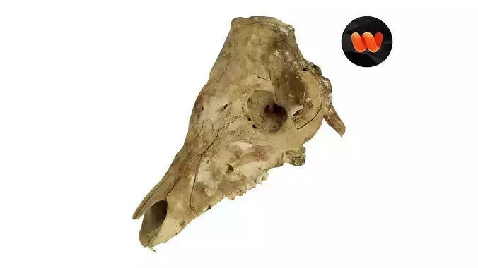 Pig Skull Raw Scanned