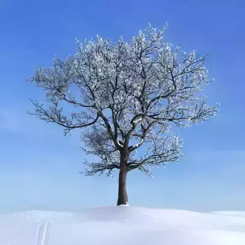 Winter Tall Tree