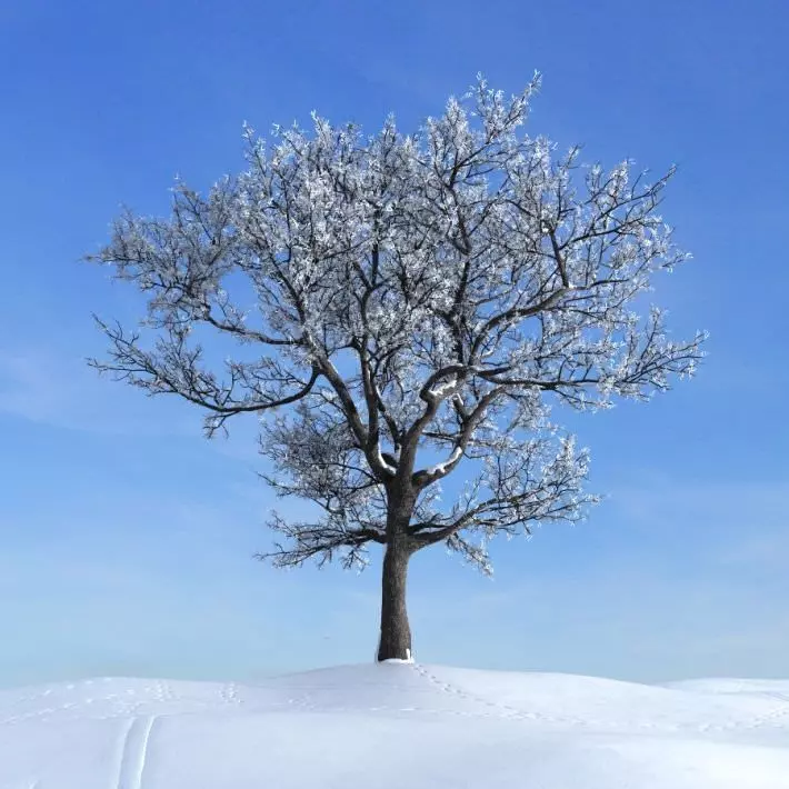 Winter Tall Tree 3D model_0
