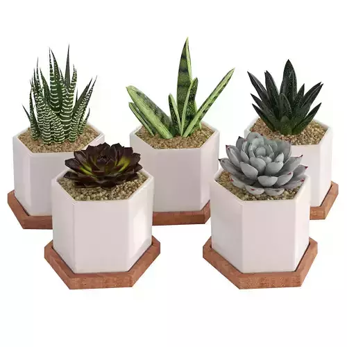 Houseplant 74 3D model