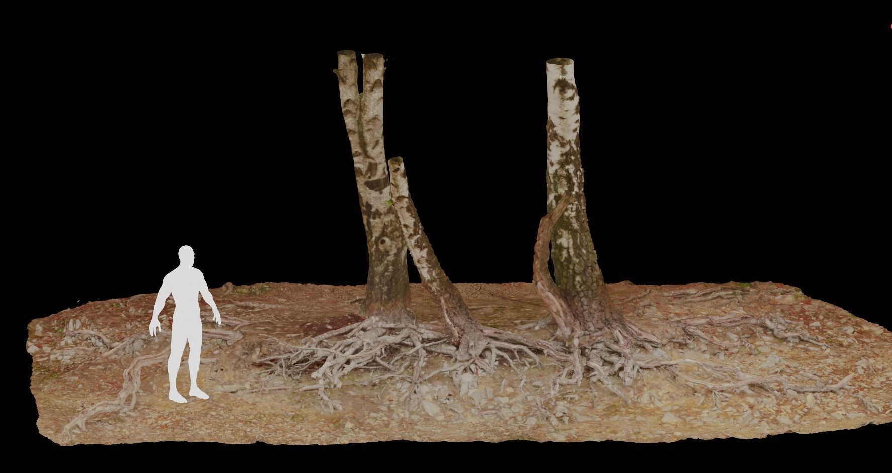 Birch Tree Trunk with Roots Overhang Scan Low-poly 3D model_1