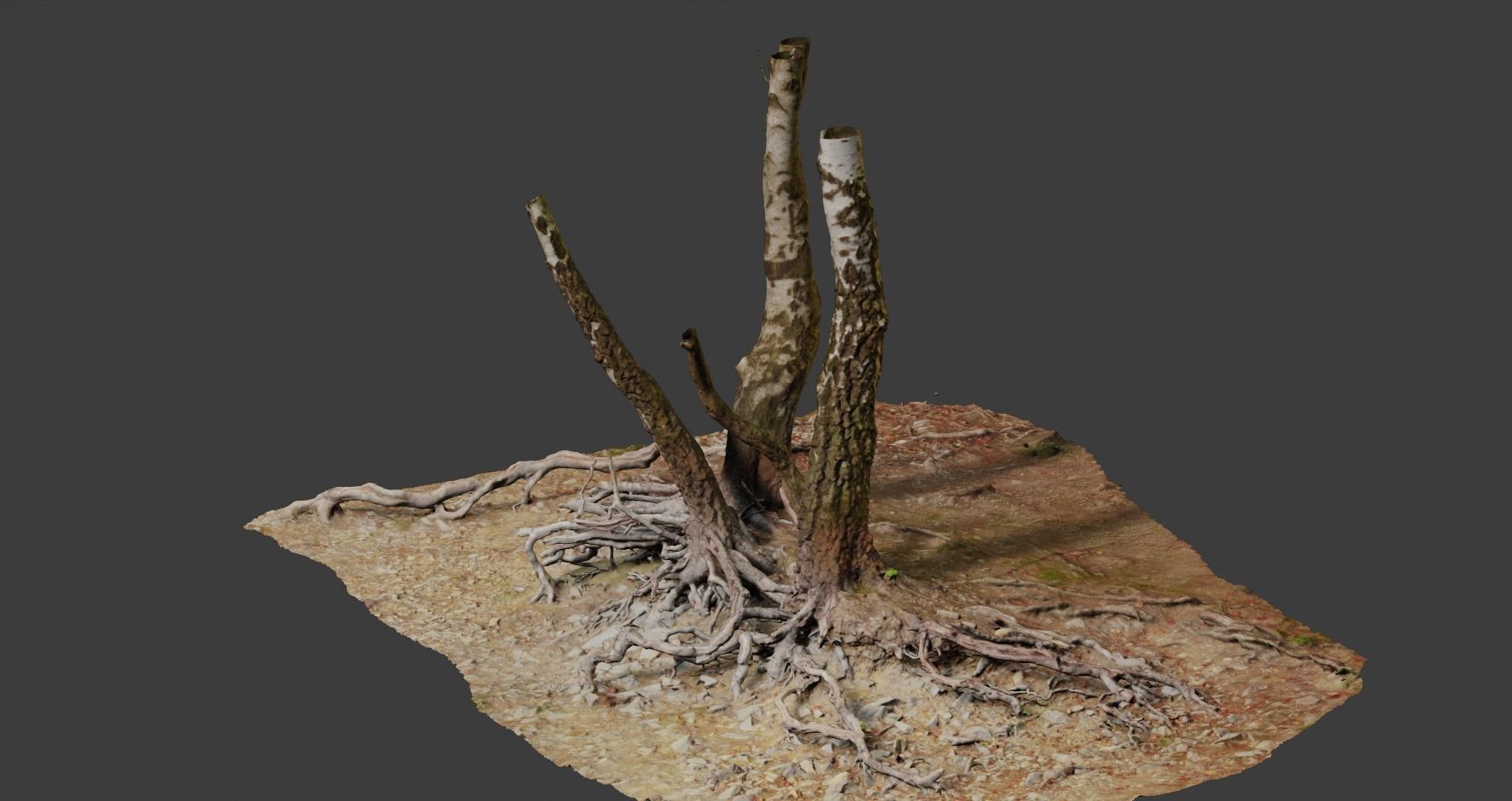 Birch Tree Trunk with Roots Overhang Scan Low-poly 3D model_5
