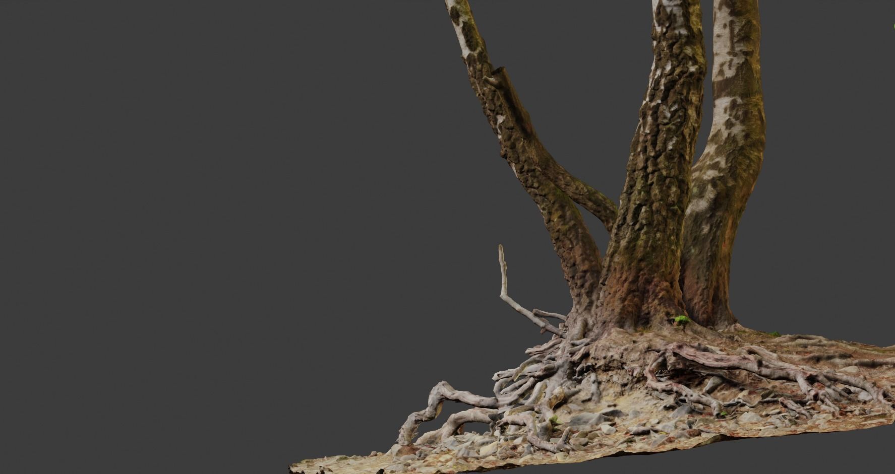 Birch Tree Trunk with Roots Overhang Scan Low-poly 3D model_12