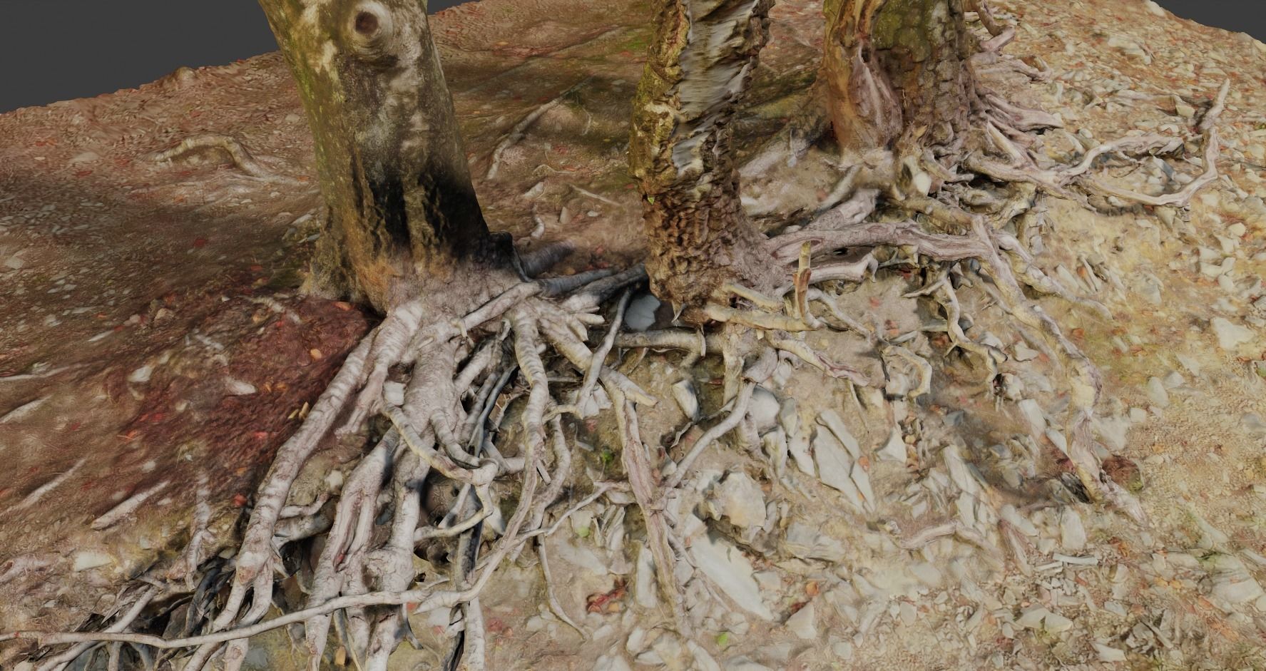 Birch Tree Trunk with Roots Overhang Scan Low-poly 3D model_13