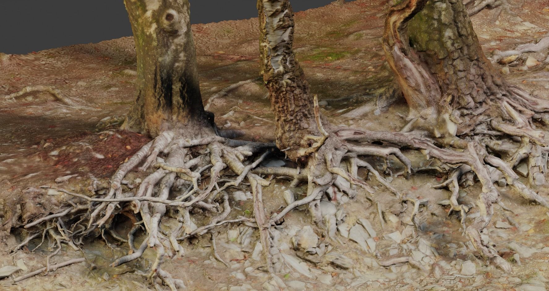 Birch Tree Trunk with Roots Overhang Scan Low-poly 3D model_10