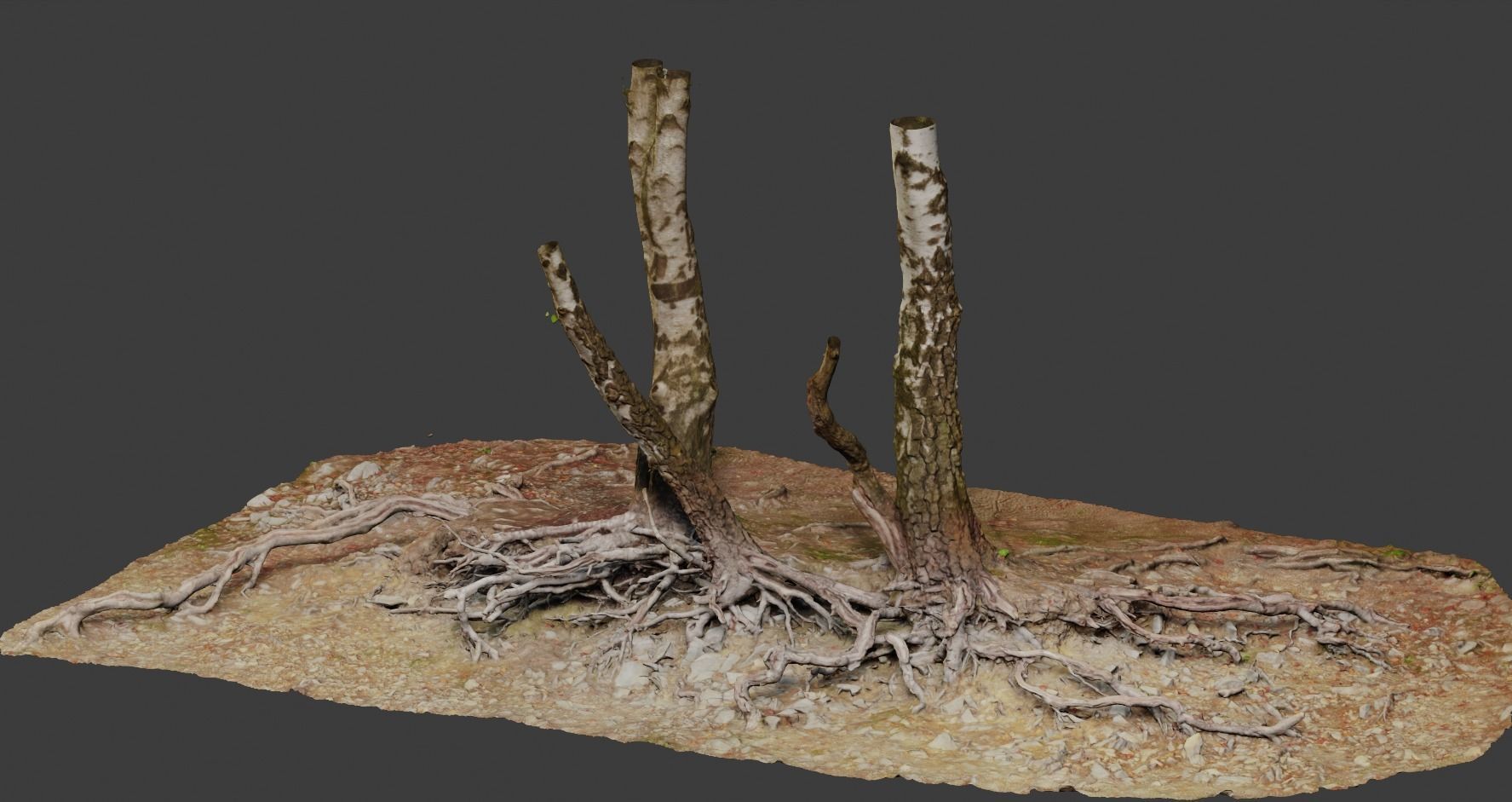 Birch Tree Trunk with Roots Overhang Scan Low-poly 3D model_4