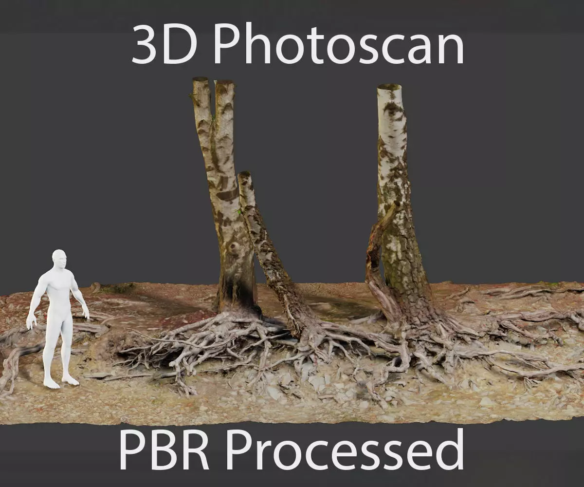 Birch Tree Trunk with Roots Overhang Scan Low-poly 3D model_0
