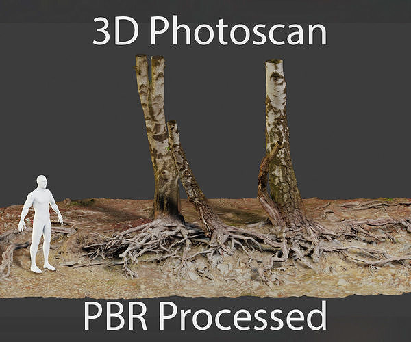 Birch Tree Trunk with Roots Overhang Scan Low-poly 3D model
