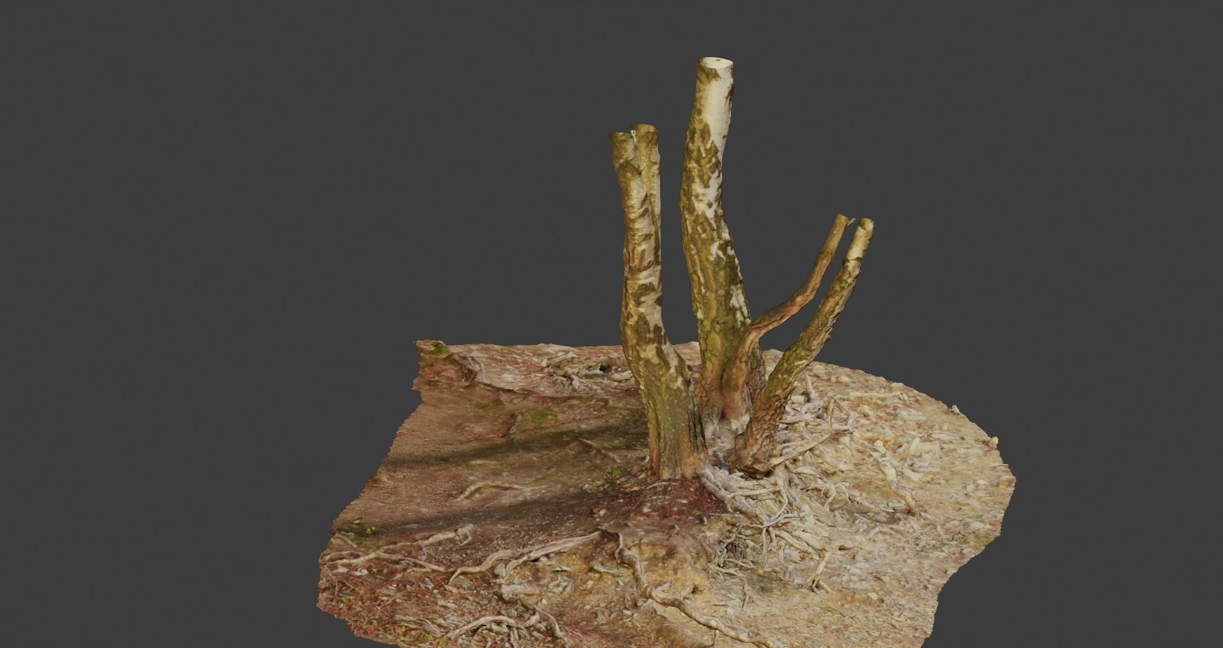 Birch Tree Trunk with Roots Overhang Scan Low-poly 3D model_8