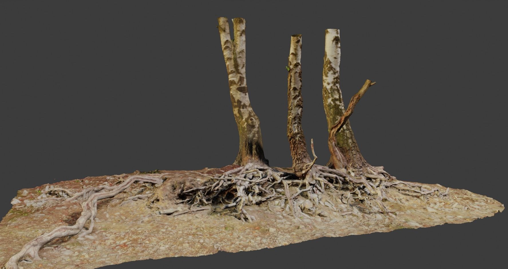 Birch Tree Trunk with Roots Overhang Scan Low-poly 3D model_15