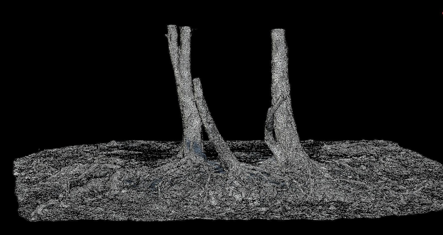 Birch Tree Trunk with Roots Overhang Scan Low-poly 3D model_3