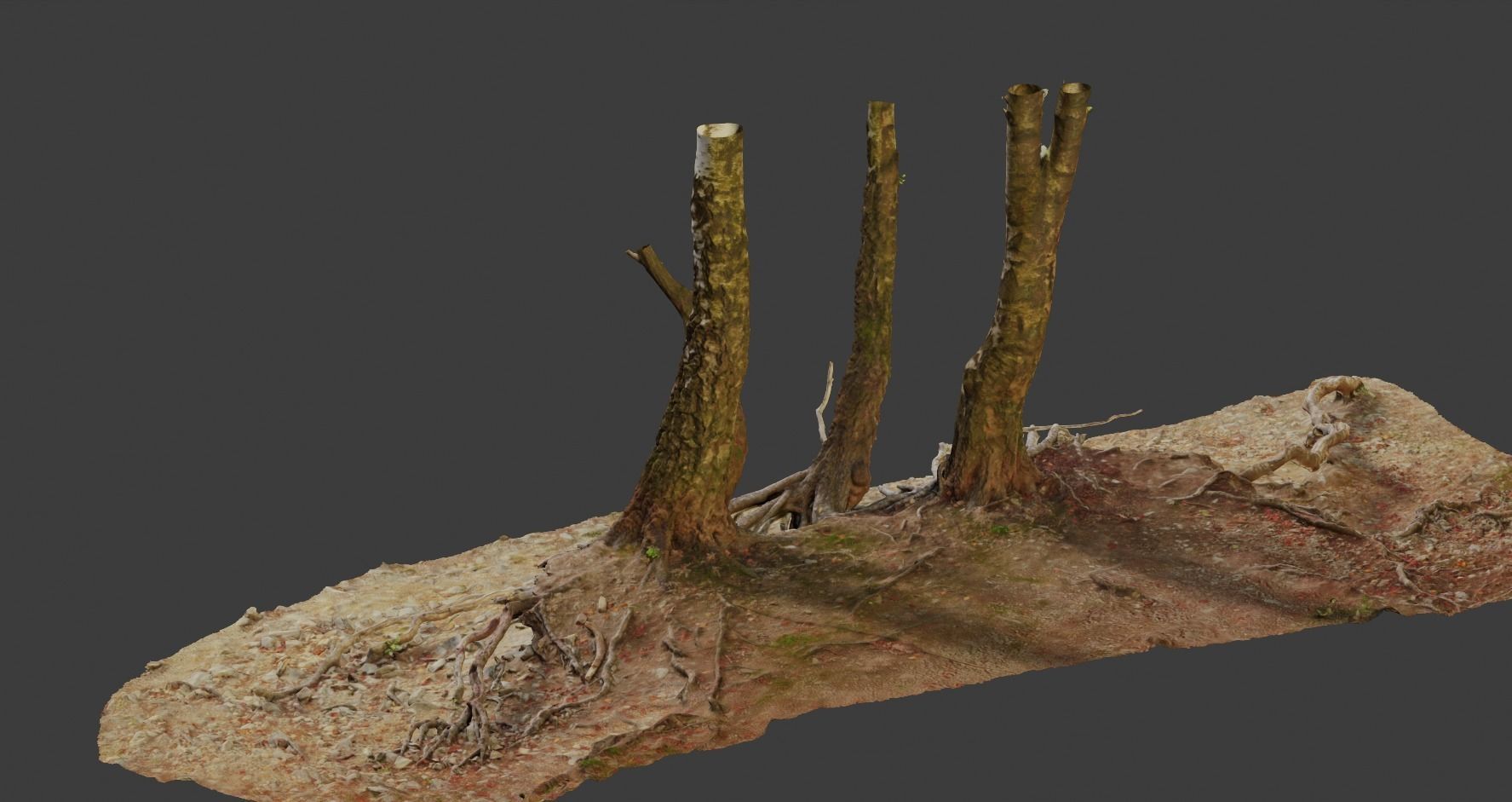 Birch Tree Trunk with Roots Overhang Scan Low-poly 3D model_6