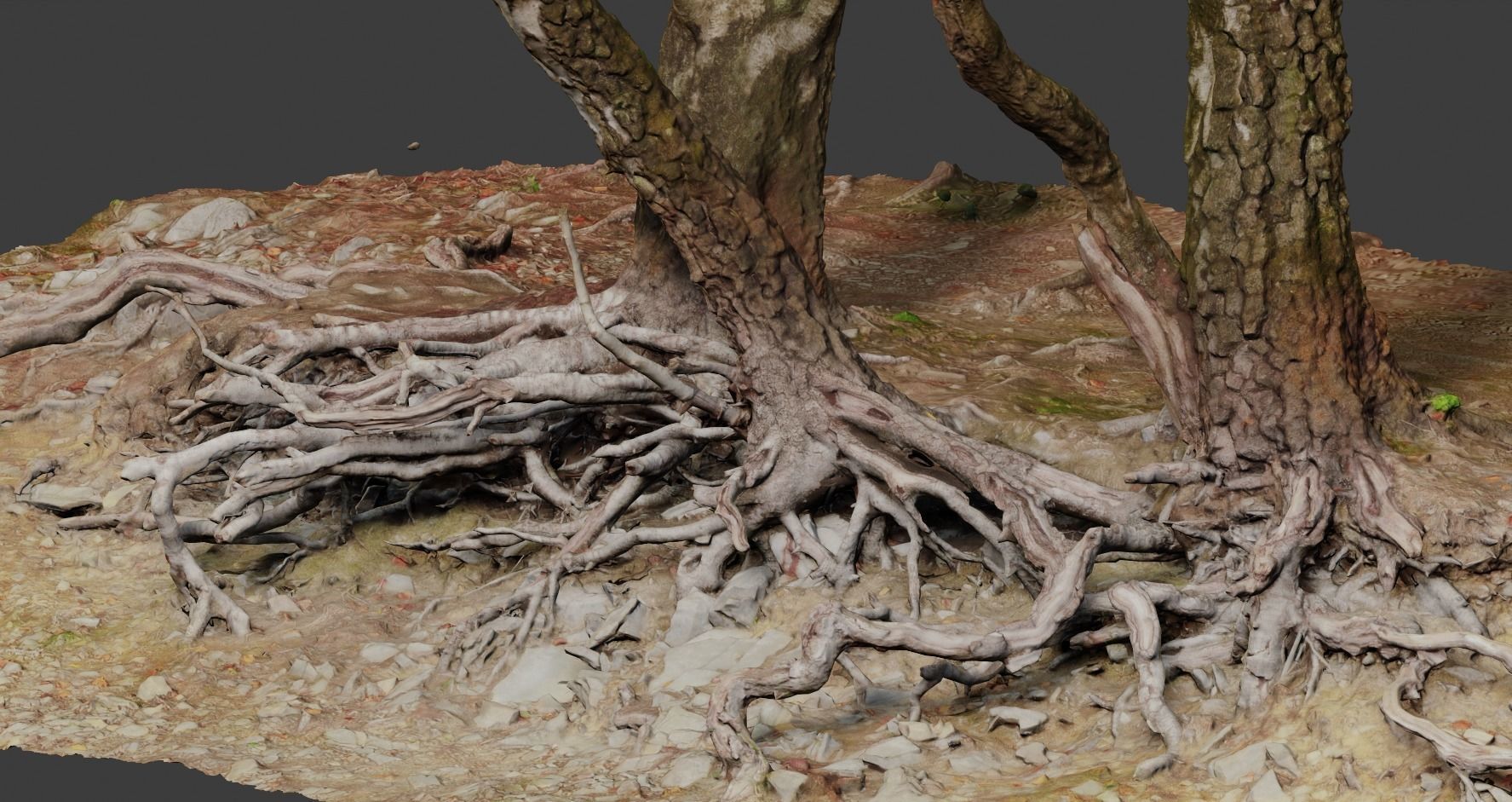 Birch Tree Trunk with Roots Overhang Scan Low-poly 3D model_11