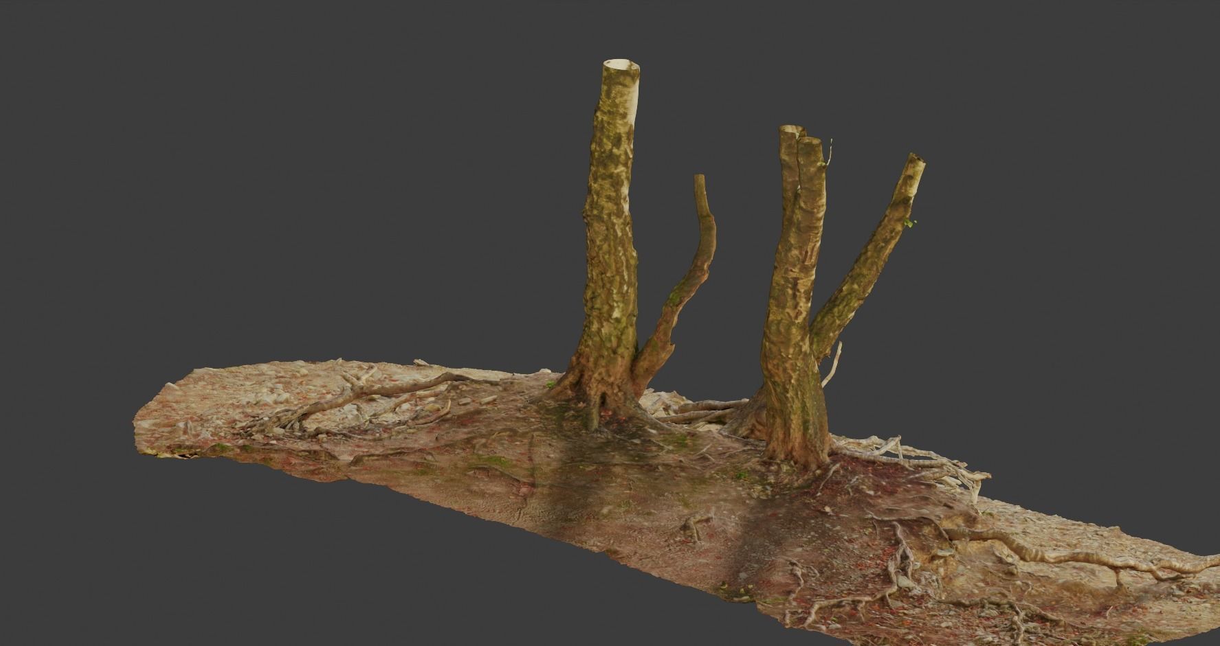 Birch Tree Trunk with Roots Overhang Scan Low-poly 3D model_7