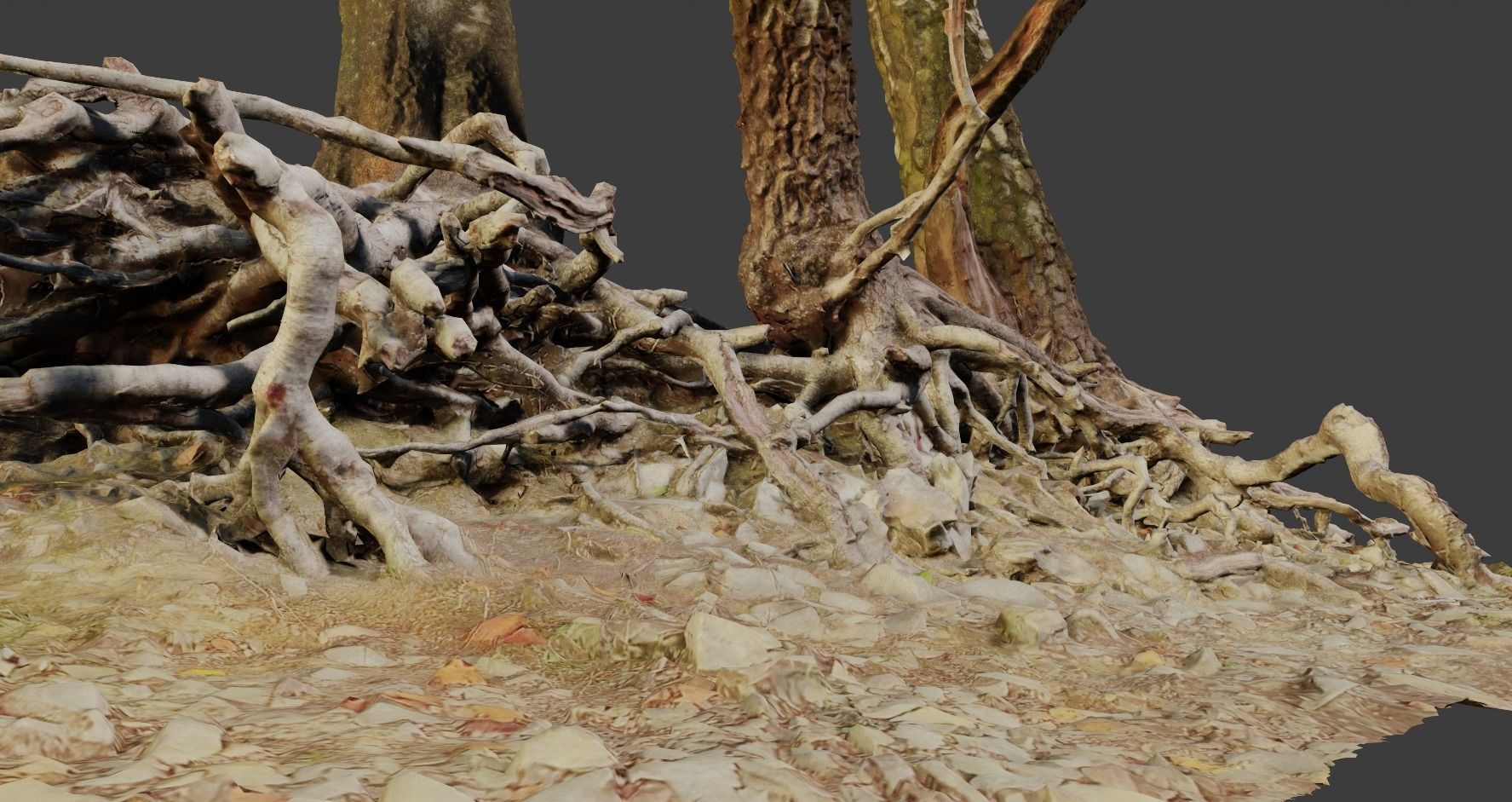 Birch Tree Trunk with Roots Overhang Scan Low-poly 3D model_14