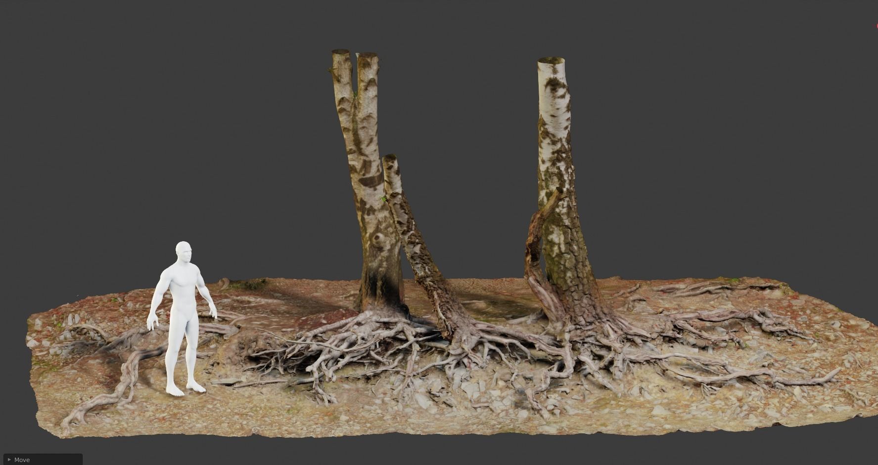 Birch Tree Trunk with Roots Overhang Scan Low-poly 3D model_16