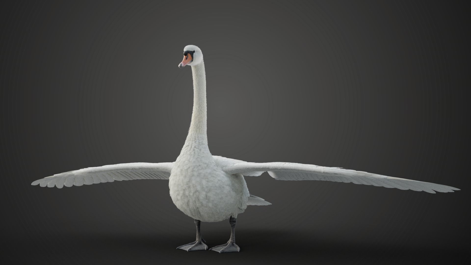 Mute Swan Animated VFX Grace 3D model_8
