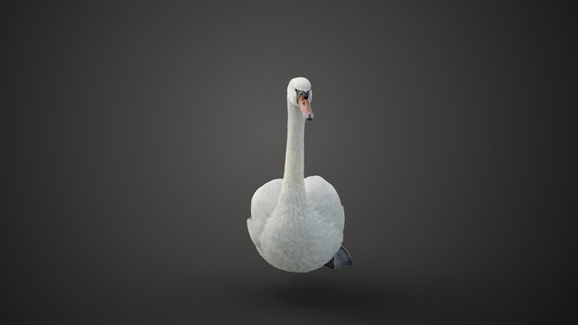Mute Swan Animated VFX Grace 3D model_3
