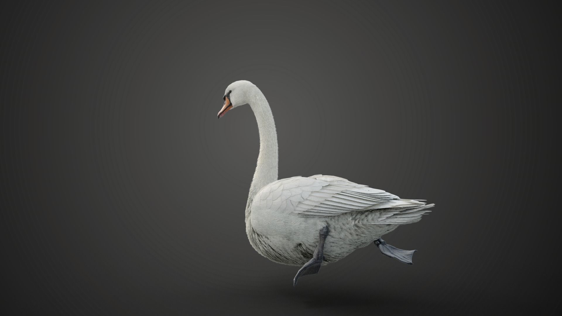 Mute Swan Animated VFX Grace 3D model_5