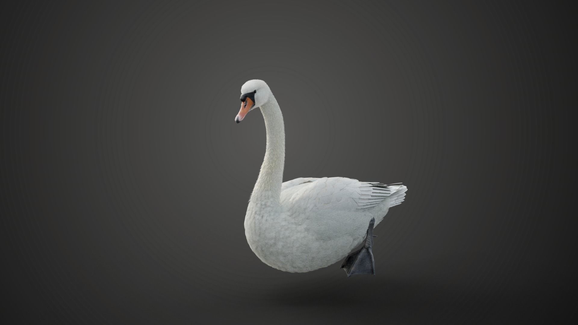 Mute Swan Animated VFX Grace 3D model_4