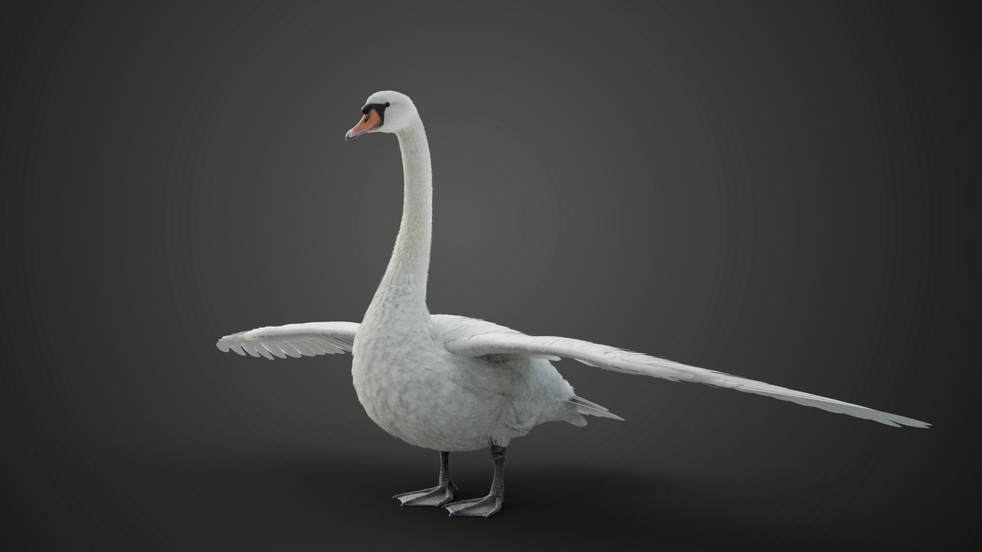 Mute Swan Animated VFX Grace 3D model_7