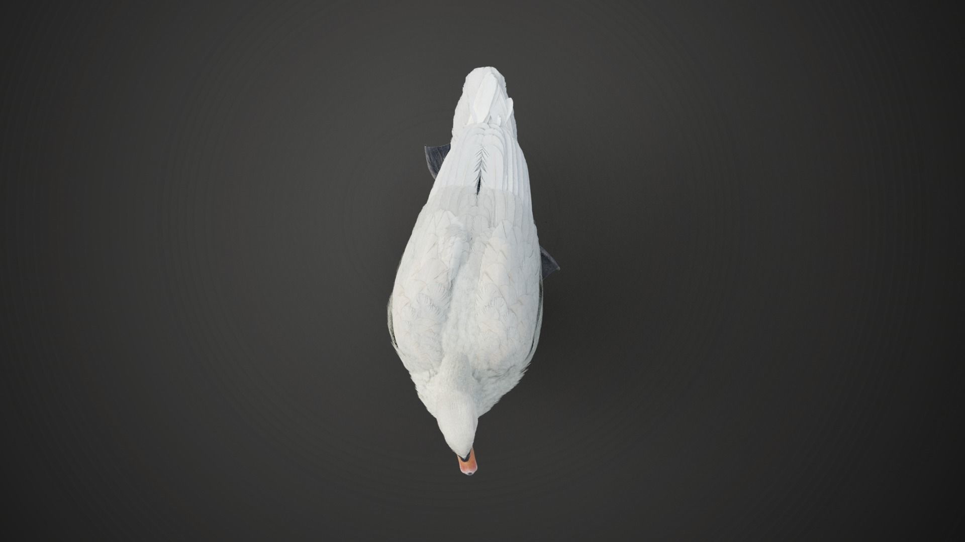 Mute Swan Animated VFX Grace 3D model_6