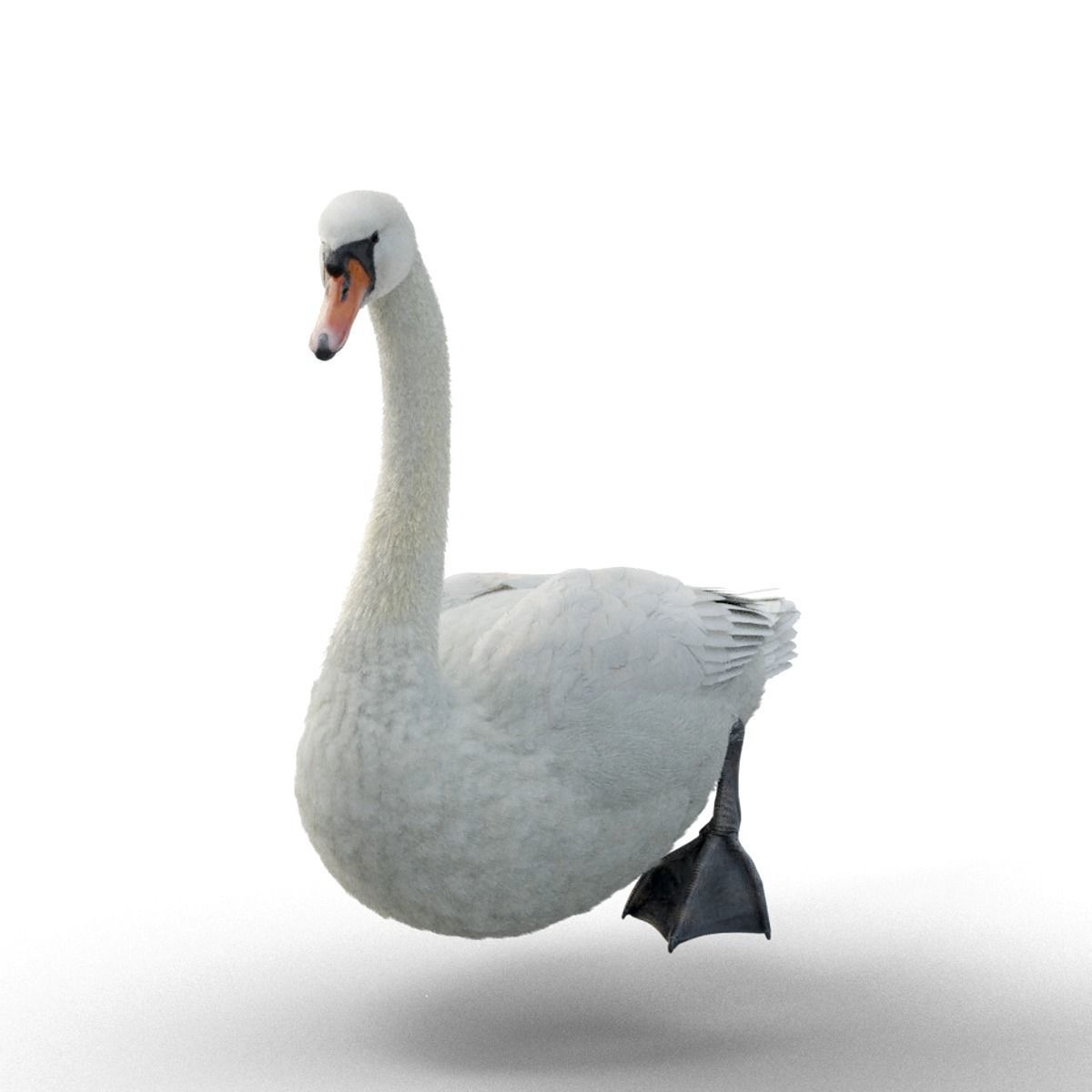 Mute Swan Animated VFX Grace 3D model_9