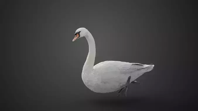 Mute Swan Animated VFX Grace 3D model