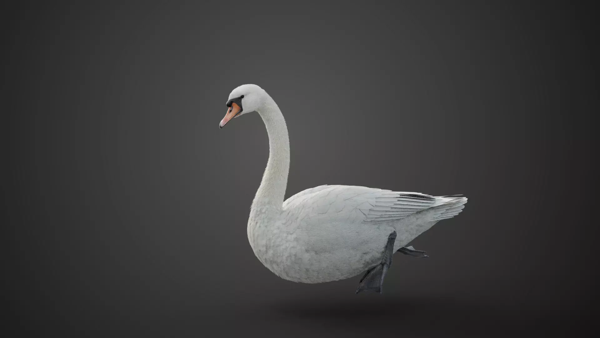 Mute Swan Animated VFX Grace 3D model_0