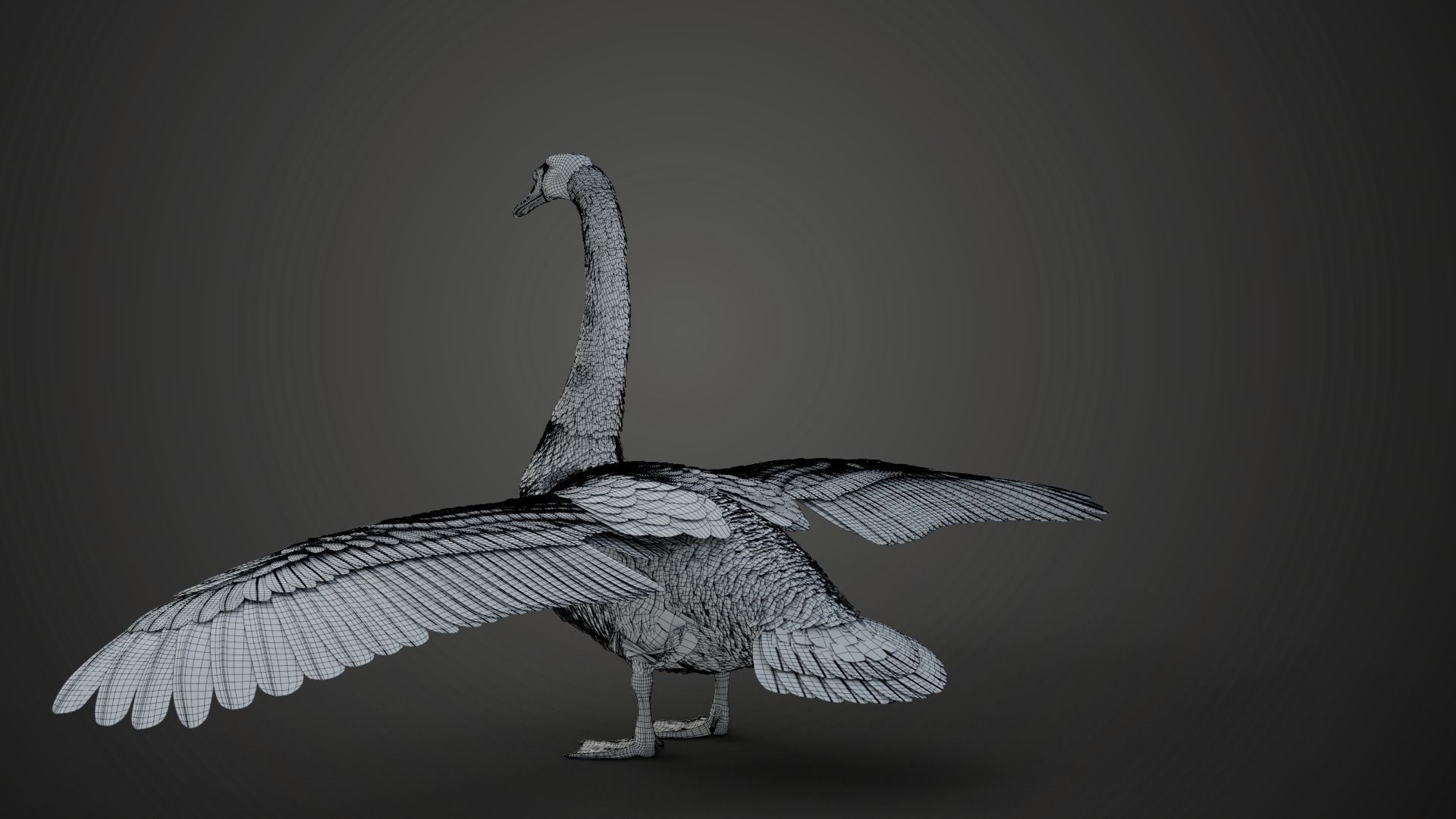 Mute Swan Animated VFX Grace 3D model_20