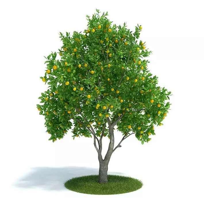 Green Tree Citrus Sinensis Plant With Yellow Fruit 3D model_0