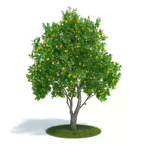 Green Tree Citrus Sinensis Plant With Yellow Fruit 3D model