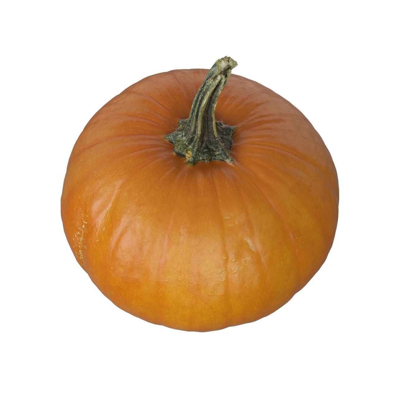 Small Pumpkin Baby Bear Low-poly 3D model_5