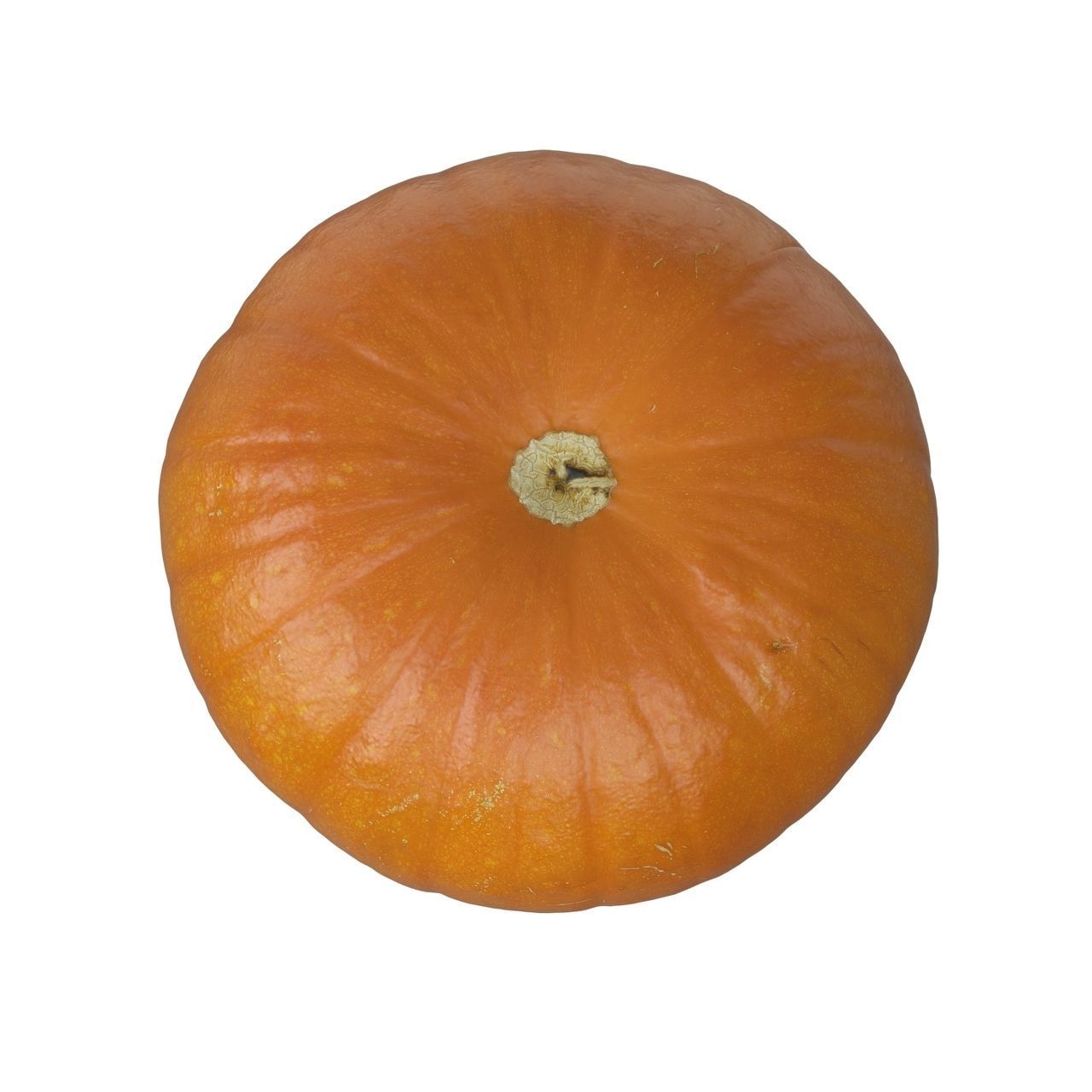 Small Pumpkin Baby Bear Low-poly 3D model_6