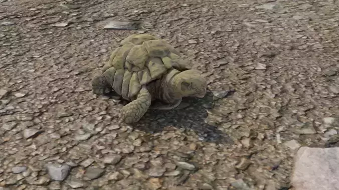 Photoscanned Turtle