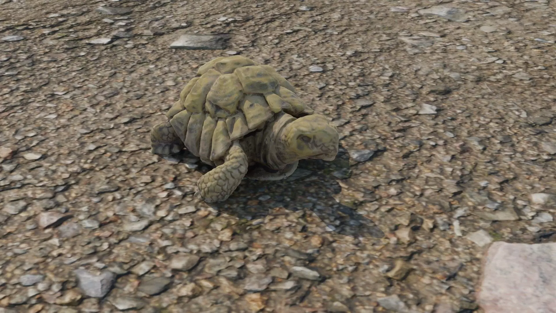 Photoscanned Turtle 3D model
