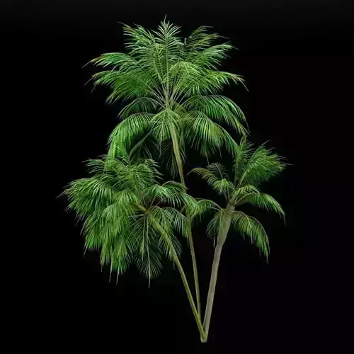 3 palms two palm trees