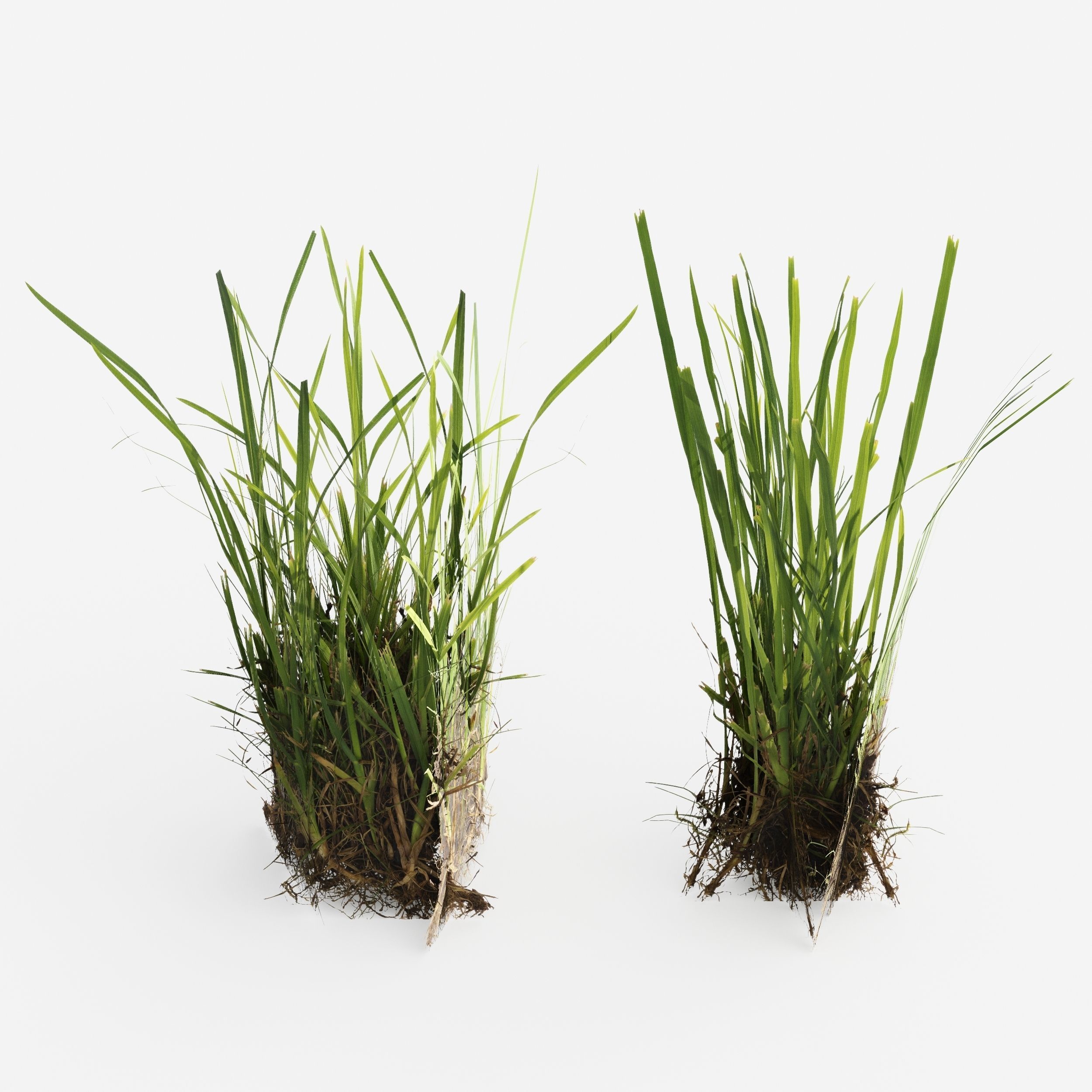 Decorative Floor Grass 02 3D model_3