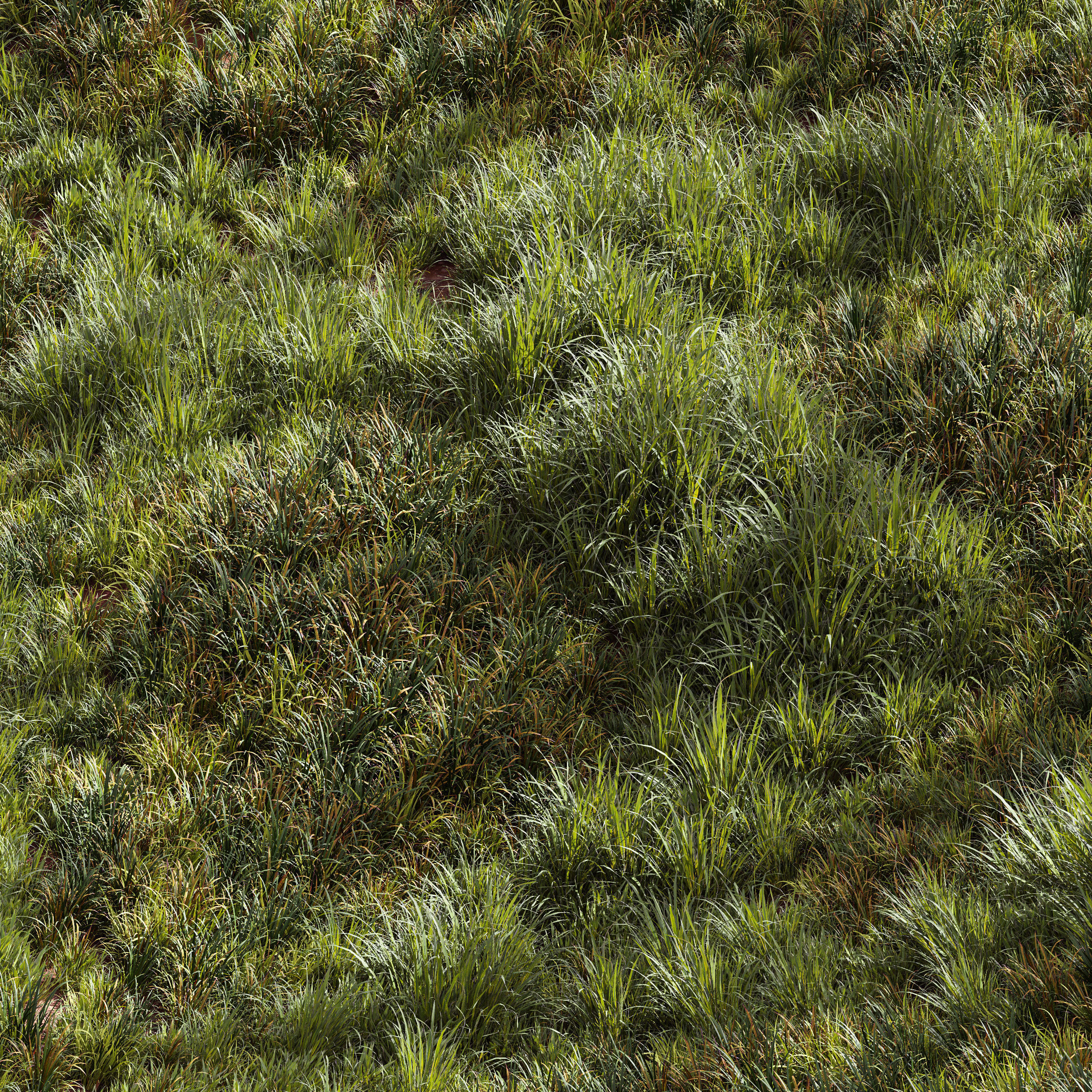 Meadow Lawn Grassland Set 002 3D model_1