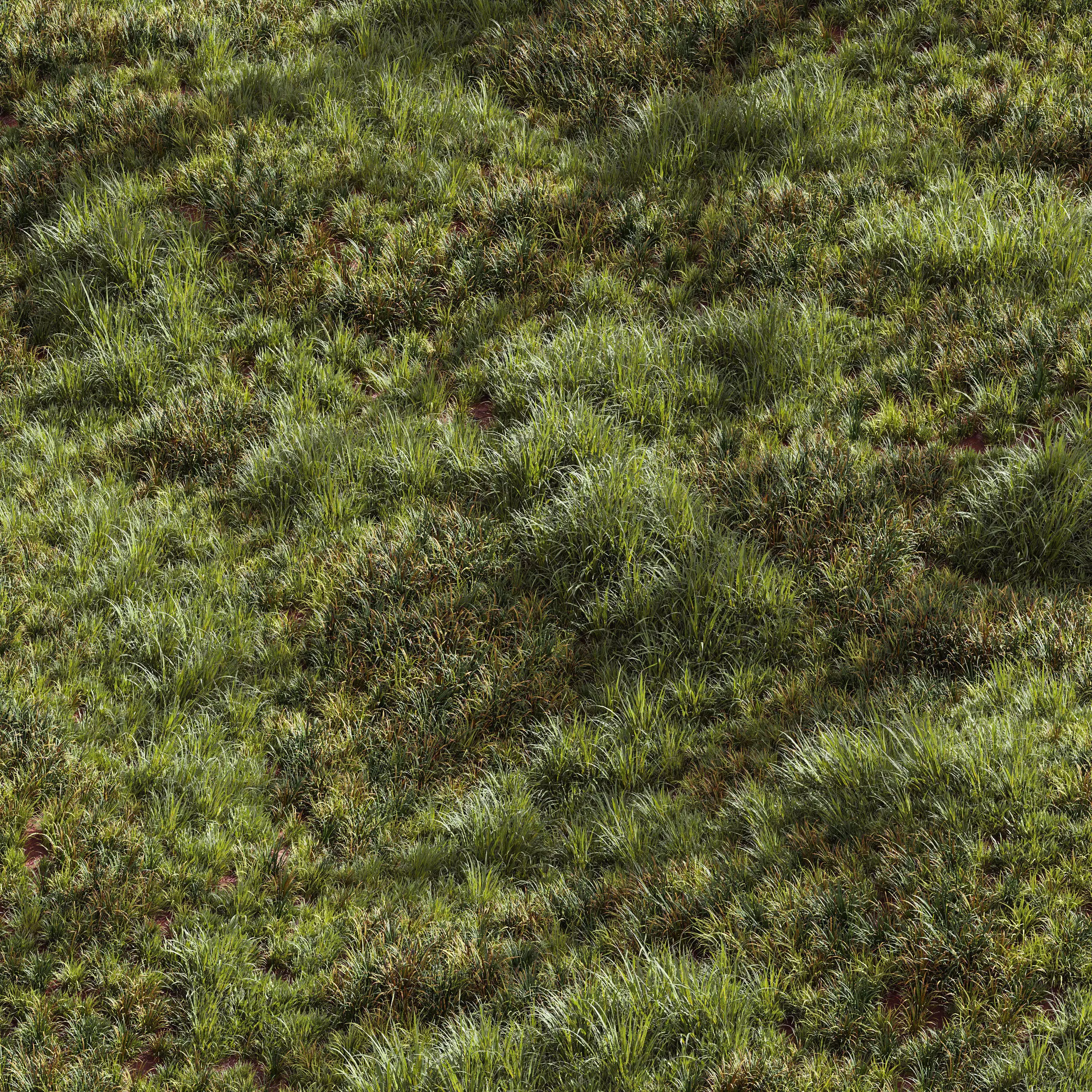 Meadow Lawn Grassland Set 002 3D model_0