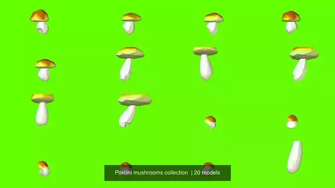 Porcini mushrooms collection 