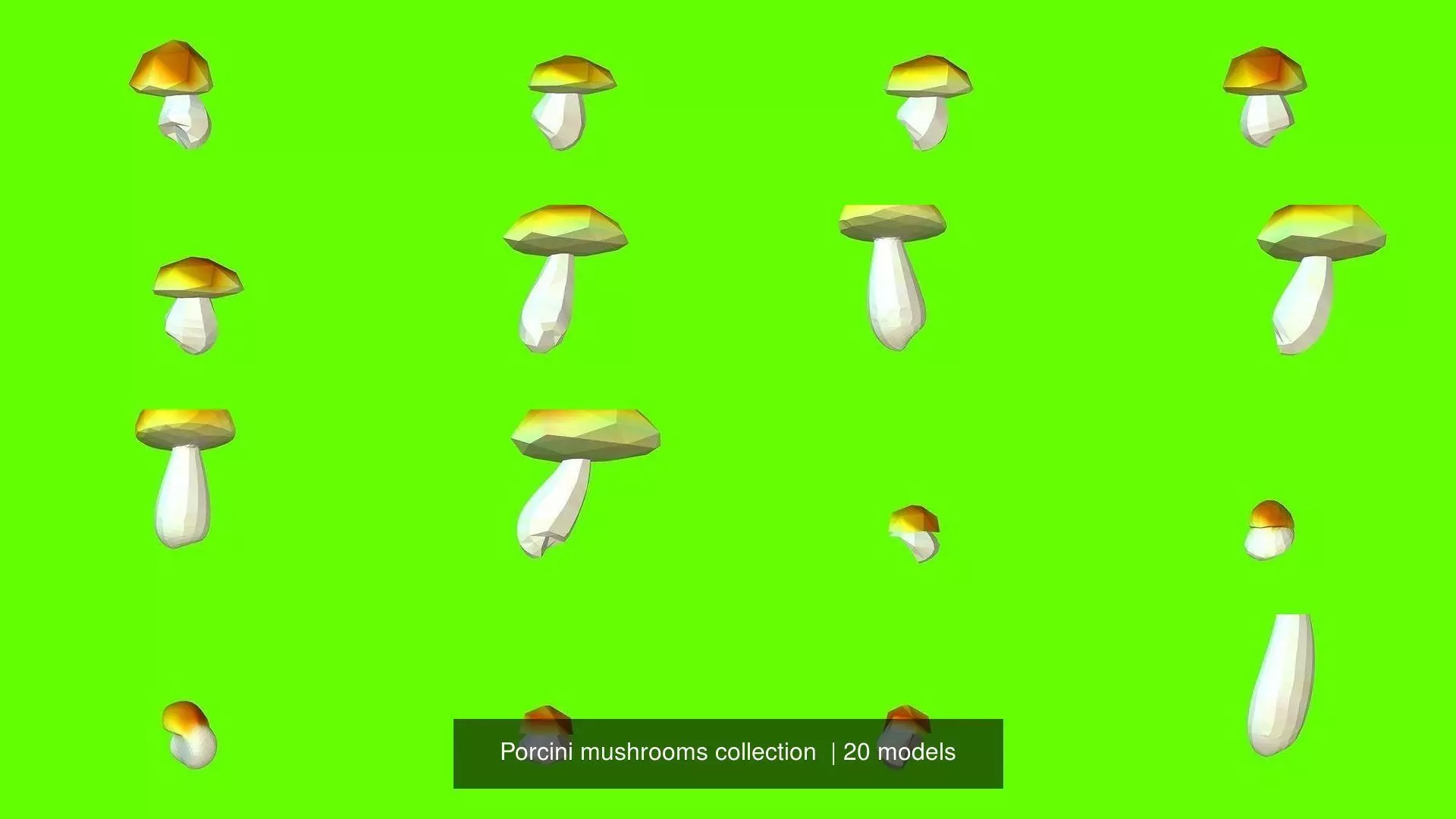 Porcini mushrooms collection _0